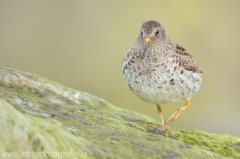 168 Meerstrandläufer - Calidris maritima