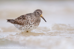 169 Meerstrandläufer - Calidris maritima