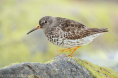 170 Meerstrandläufer - Calidris maritima