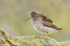 171 Meerstrandläufer - Calidris maritima