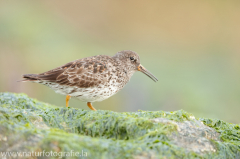 172 Meerstrandläufer - Calidris maritima