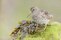 157 Meerstrandläufer - Calidris maritima