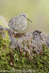 158 Meerstrandläufer - Calidris maritima