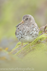 159 Meerstrandläufer - Calidris maritima