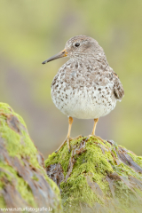 160 Meerstrandläufer - Calidris maritima