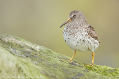 161 Meerstrandläufer - Calidris maritima