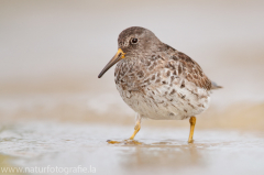 162 Meerstrandläufer - Calidris maritima