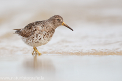 163 Meerstrandläufer - Calidris maritima