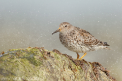 164 Meerstrandläufer - Calidris maritima