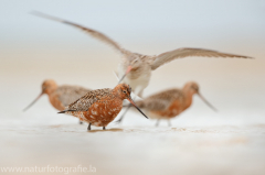 218 Pfuhlschnepfe - Limosa lapponica