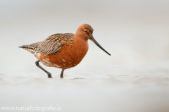 219 Pfuhlschnepfe - Limosa lapponica