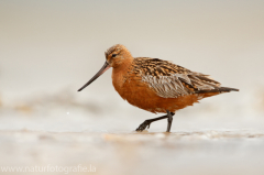 222 Pfuhlschnepfe - Limosa lapponica