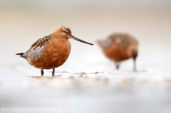 223 Pfuhlschnepfe - Limosa lapponica