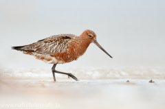 208 Pfuhlschnepfe - Limosa lapponica