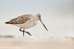 209 Pfuhlschnepfe - Limosa lapponica