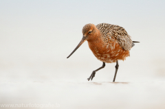 210 Pfuhlschnepfe - Limosa lapponica