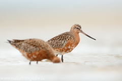 211 Pfuhlschnepfe - Limosa lapponica