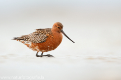 212 Pfuhlschnepfe - Limosa lapponica