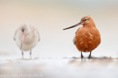 214 Pfuhlschnepfe - Limosa lapponica