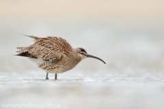 198 Regenbrachvogel - Numenius phaeopus