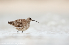 199 Regenbrachvogel - Numenius phaeopus