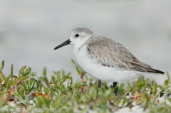 59 Sanderling - Calidris alba