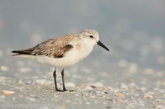 60 Sanderling - Calidris alba