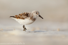 152 Sanderling - Calidris alba