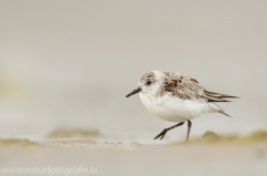 153 Sanderling - Calidris alba