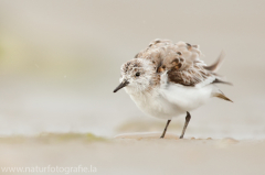 154 Sanderling - Calidris alba