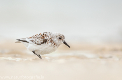 155 Sanderling - Calidris alba