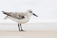 61 Sanderling - Calidris alba