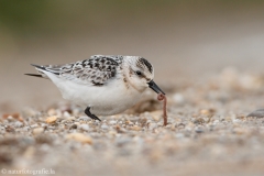 62 Sanderling - Calidris alba