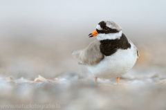 200 Sandregenpfeifer - Charadrius hiaticula