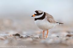 201 Sandregenpfeifer - Charadrius hiaticula