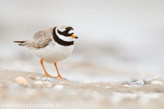 202 Sandregenpfeifer - Charadrius hiaticula