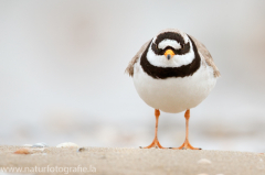 203 Sandregenpfeifer - Charadrius hiaticula