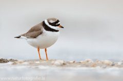 204 Sandregenpfeifer - Charadrius hiaticula