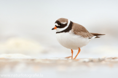 205 Sandregenpfeifer - Charadrius hiaticula