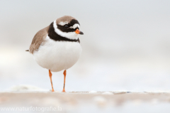 221 Sandregenpfeifer - Charadrius hiaticula