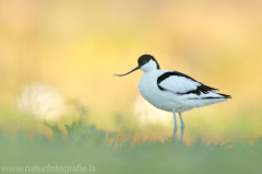 Vögel &raquo; Limikolen, Möwen, Schnepfenvögel