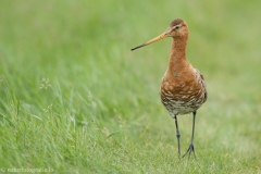 28 Uferschnepfe - Limosa limosa