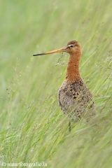 29 Uferschnepfe - Limosa limosa