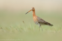 190 Uferschnepfe - Limosa limosa