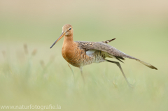 191 Uferschnepfe - Limosa limosa