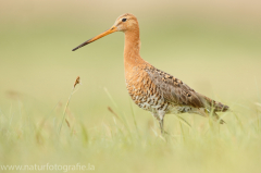 192 Uferschnepfe - Limosa limosa