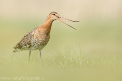 193 Uferschnepfe - Limosa limosa