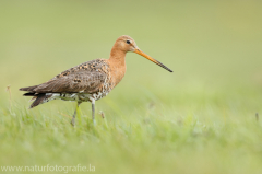 194 Uferschnepfe - Limosa limosa