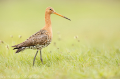 195 Uferschnepfe - Limosa limosa