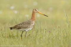 196 Uferschnepfe - Limosa limosa